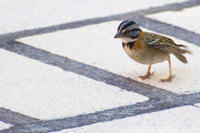 Zonotrichia capensis